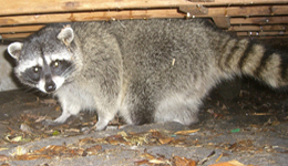 Wichita KS Raccoon Removal Resources - Humane Raccoon Removal