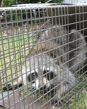 wildlife removal raccoons